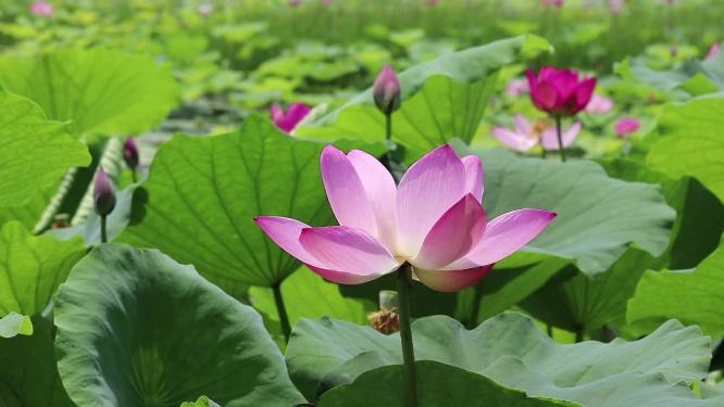 荷花绽放实拍