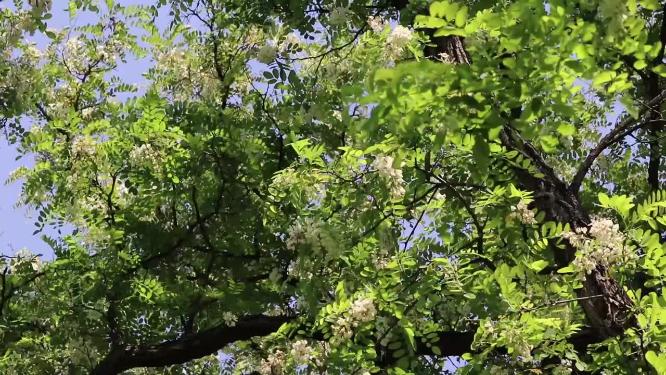 农村槐花实拍
