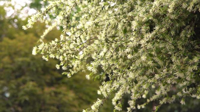 花朵开满枝头空镜