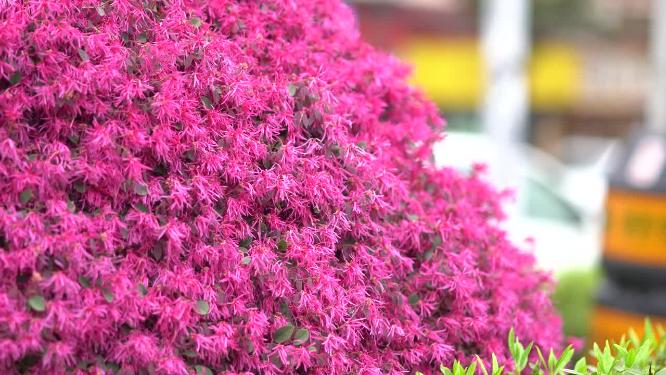 红色花朵镜头空镜