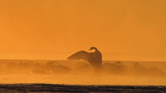 长焦青海海南青海湖大天鹅展翅振翅日出温泉