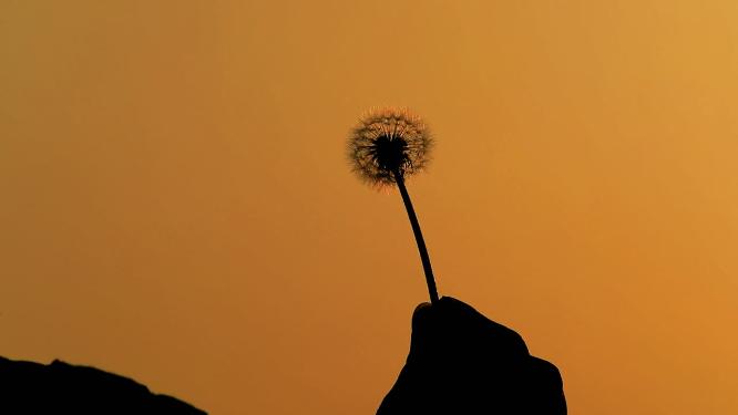 夕阳蒲公英吹蒲公英