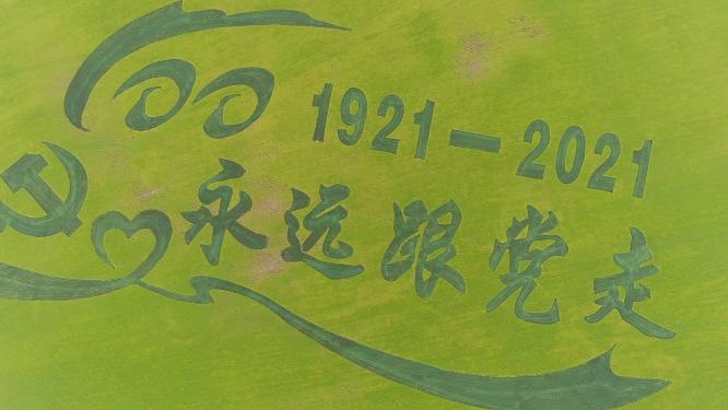 航拍青海海北门源花海油菜花海