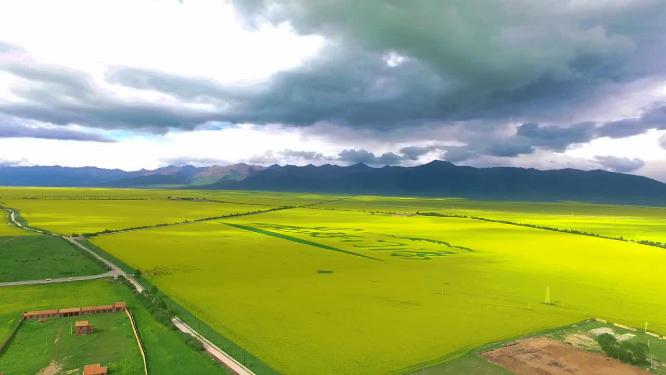 航拍青海门源油菜花海岗什卡雪山祁连草原兰海子