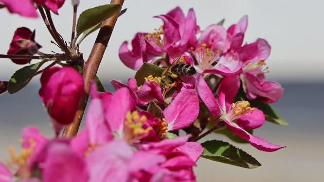樱花 蜜蜂 慢动作 春季 花朵  昆虫 蜜蜂采蜜