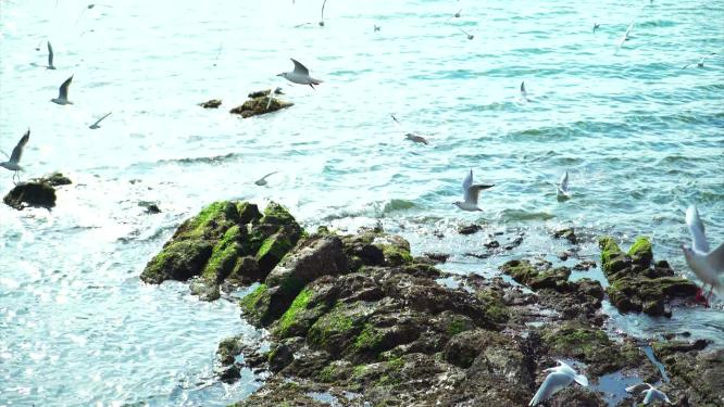 青岛海鸥
