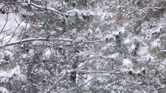冬天大雪中的松树林