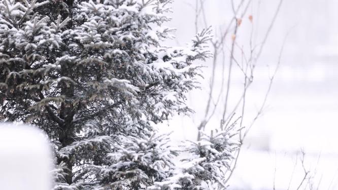 冬天大雪中的松树特写镜头