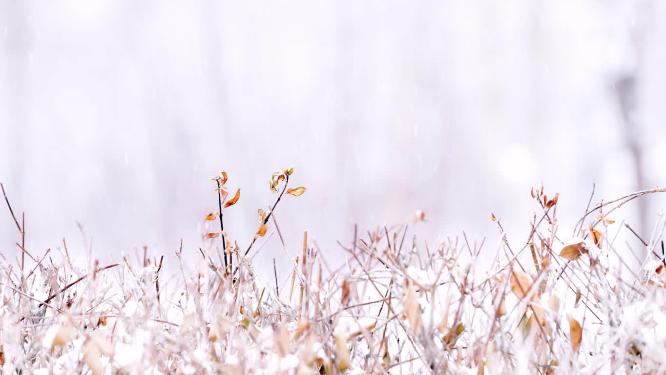 冬天大雪中的枯草横移镜头