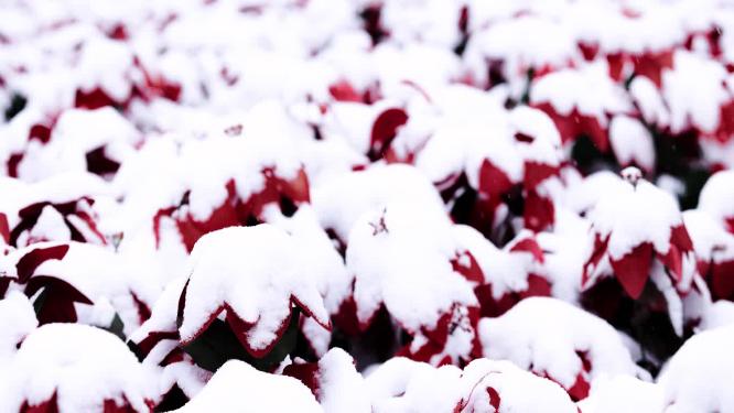 冬天大雪中被覆盖的红色花卉