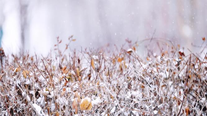 冬天户外下大雪特写镜头