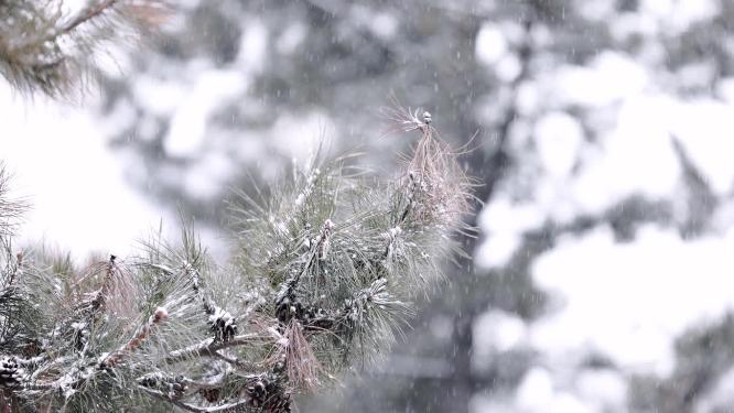 冬天户外大雪中的松树