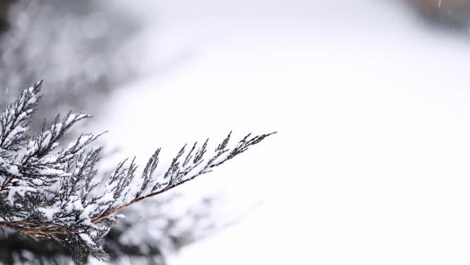 北方冬天大雪中的植被特写空镜