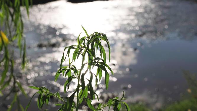 夏天傍晚逆光下的绿植与河流