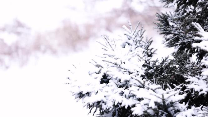 冬天大雪纷飞中的松树