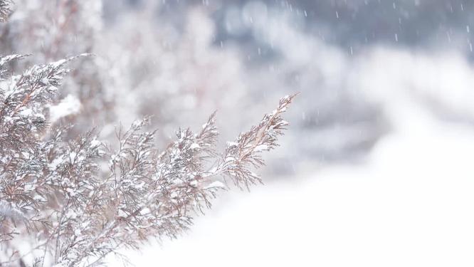 冬季下雪天大雪中的枯草