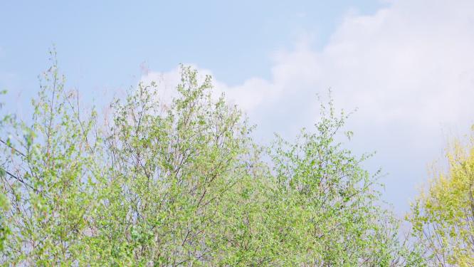 北方的夏天微风吹动翠绿的叶子蓝天白云