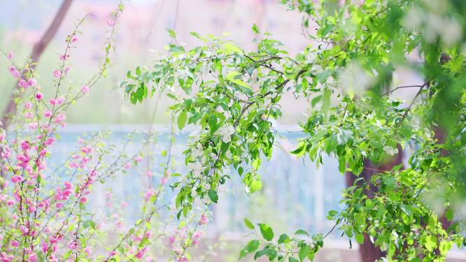 城镇中的山桃花与梨花摇曳风中