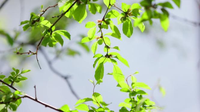 被阳光穿透的翠绿色叶片摇曳风中