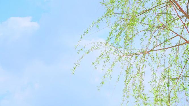 风吹蓝天白云下刚刚长出新芽的柳枝
