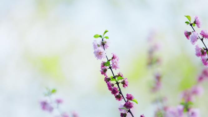 向天生长的山桃花枝桠特写空镜