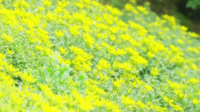 夏天温暖唯美柔光黄色花丛实拍