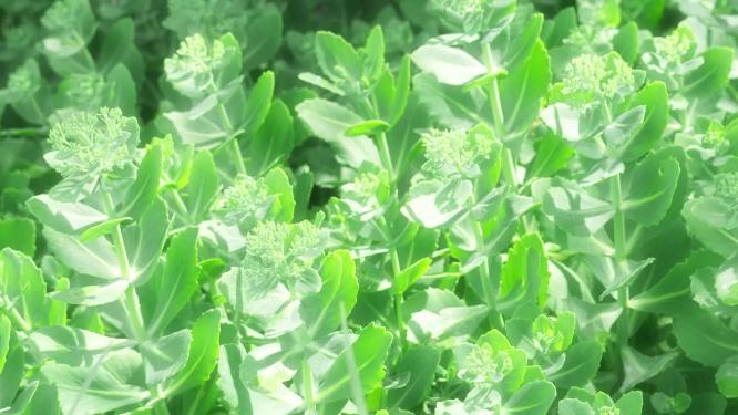 夏季户外园林绿植清新干净视频