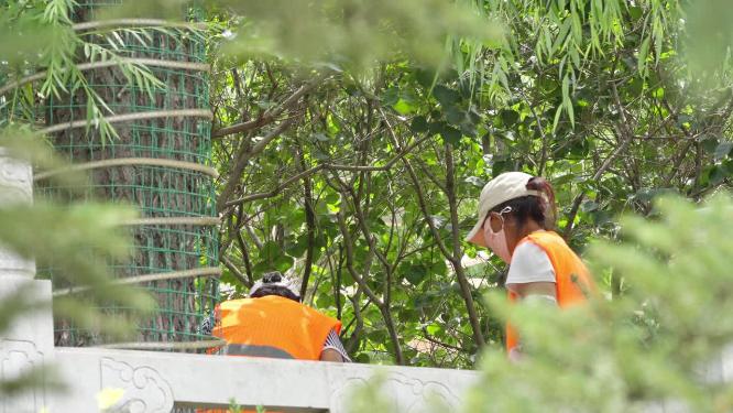 树丛中打扫卫生的女环卫工人