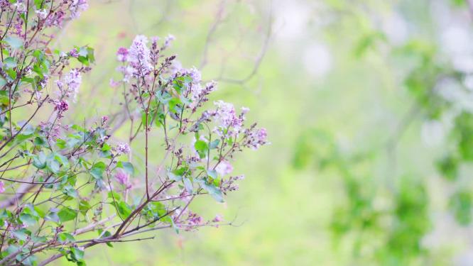 紫色的丁香花在微风中飘摇