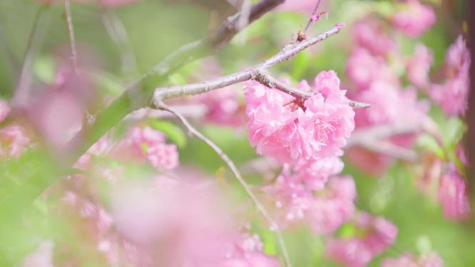 绿丛中几朵粉色的山桃花特写镜头