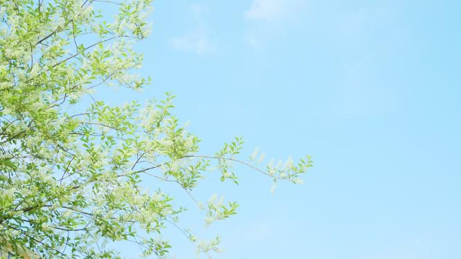 蓝天白云下微风吹动的臭李子枝叶