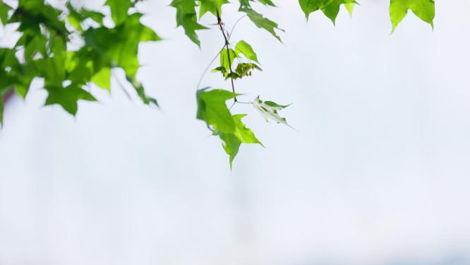 阳光下翠绿的五角枫枫叶飘荡风中