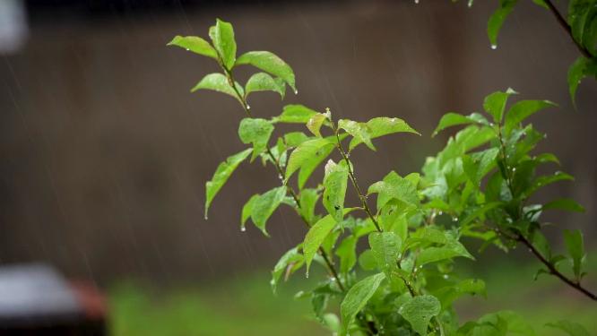 下雨天雨水洒落绿叶雨珠唯美慢镜头