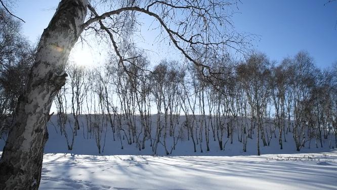 冬天雪地与白桦树与太阳