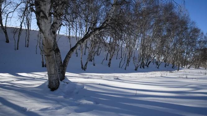 冬天雪地白桦树与树影横移镜头