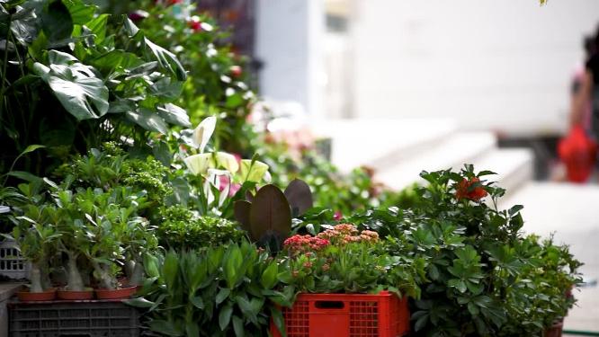 花市门口堆满的绿植与阳光特写