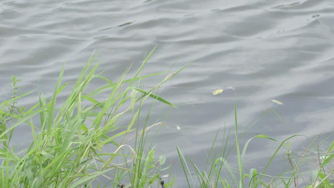 风吹动岸边的青草和波光粼粼的水面