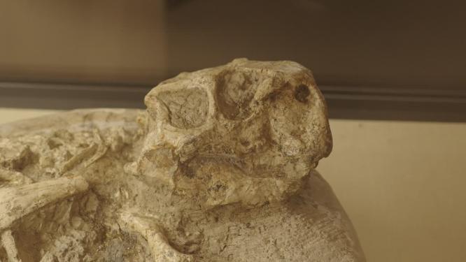 古生物博物馆展示的恐龙化石