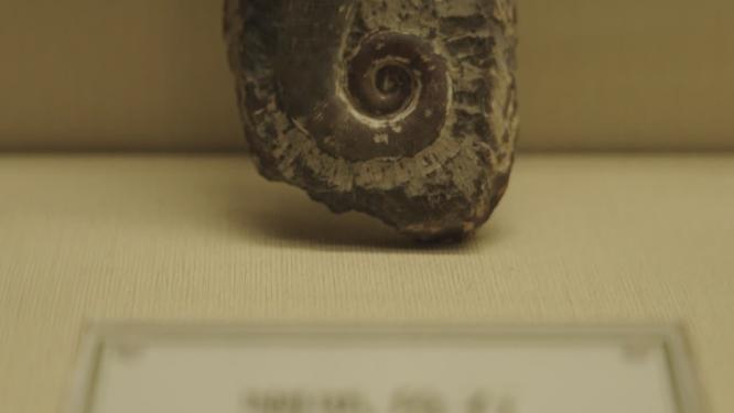 古生物博物馆里的古生物化石