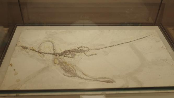 古生物博物馆展示的恐龙化石