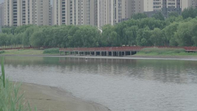 两只鸟在河面上飞翔