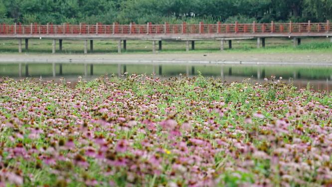 蒲河岸边花海