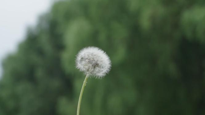 被风吹散的蒲公英
