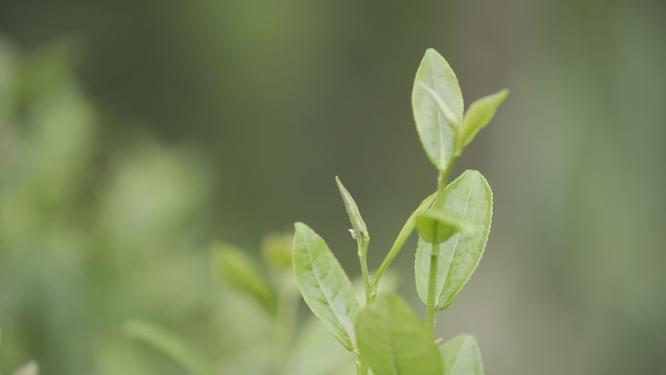 贵州西江千户苗寨采摘茶叶炒茶叶