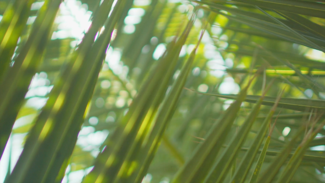 阳光 光影变化 与植物交相辉映