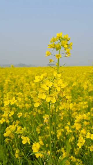 大片油菜花 竖屏