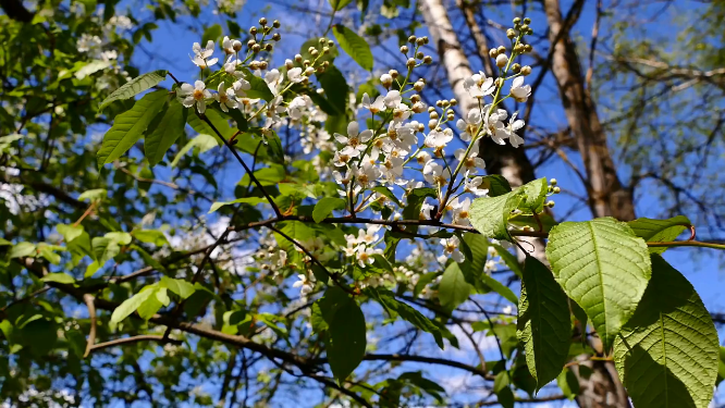 新鲜的花朵挂在枝头