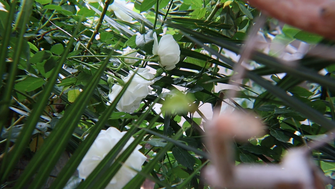 新鲜的花朵挂在枝头