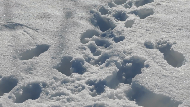东北雪地脚印特写