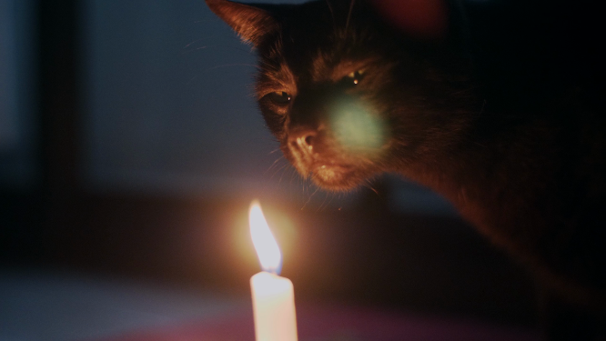 猫咪靠近点燃的蜡烛